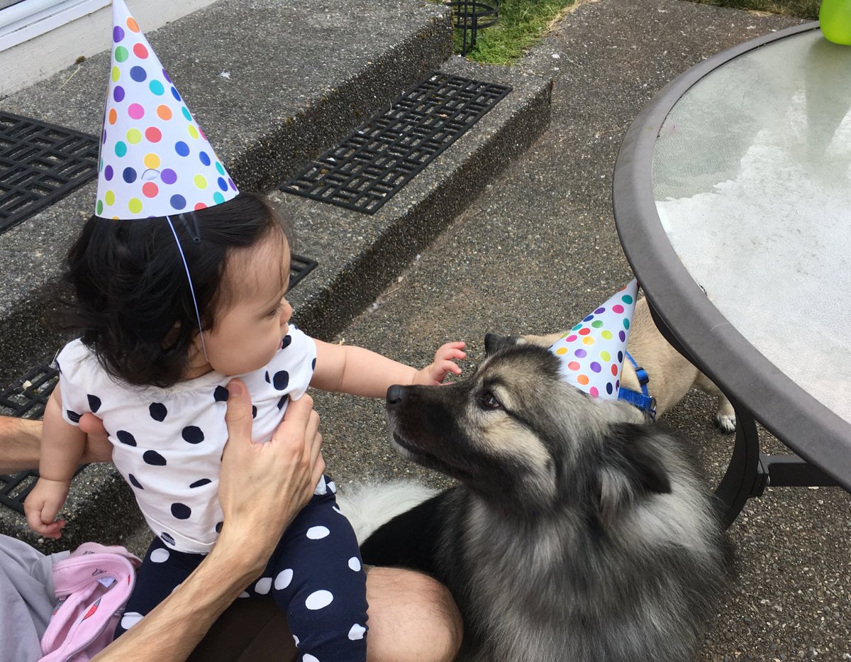 OhHelloJuno's tweet photo. I am 3! Celebrating w pupcakes, pug friends and my family today #belated #happybirthday #keeshond https://t.co/5cW12ITBRN