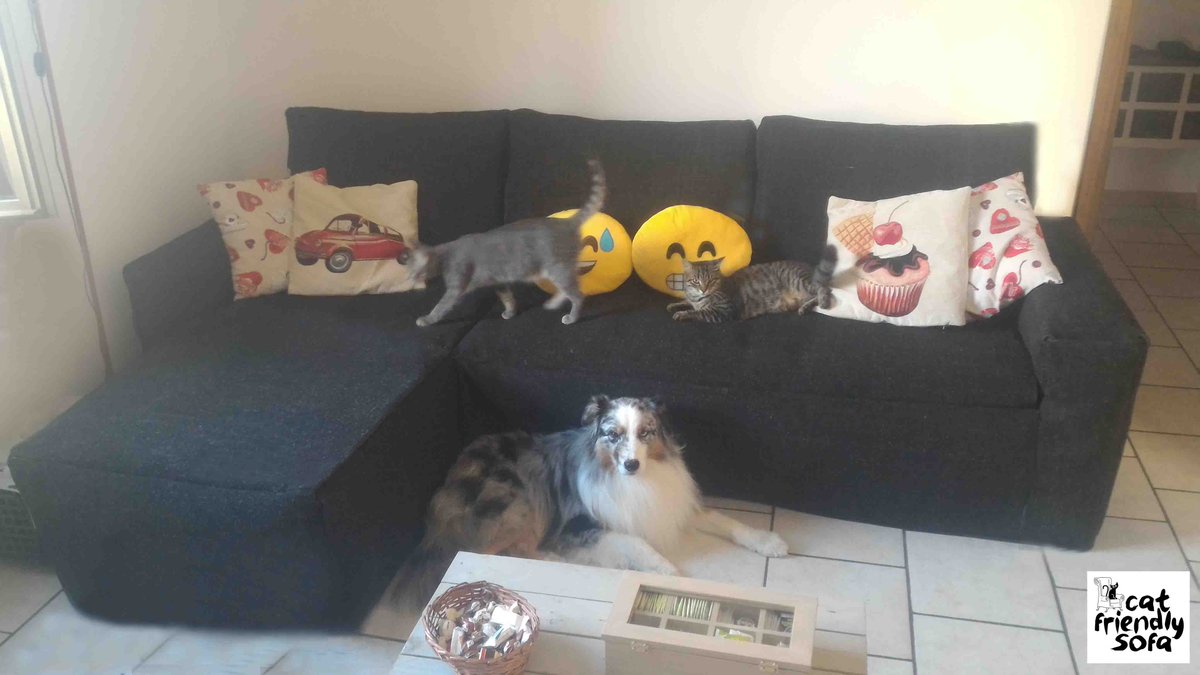 dog friendly sofa covers