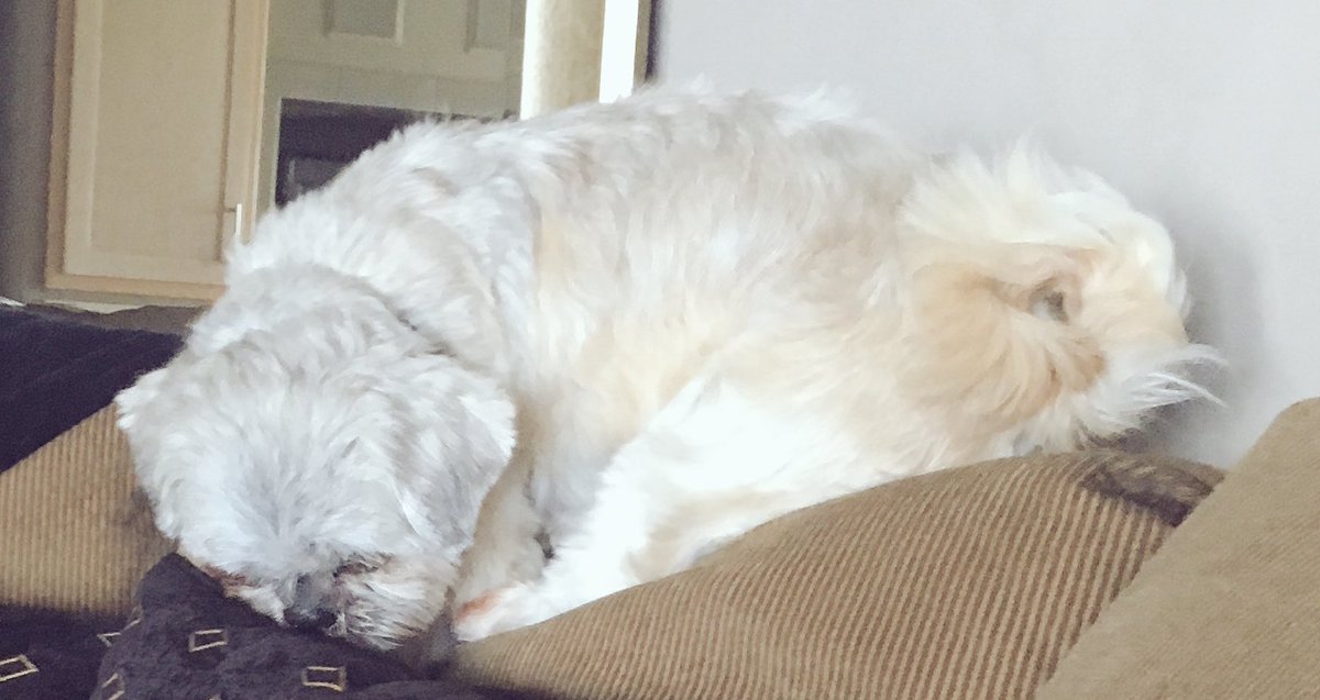 time2slime's tweet photo. chewies tail looks like a cinnamon roll https://t.co/tmEYgaKYyz