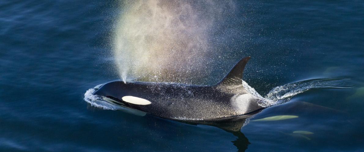 FishCascadia's tweet photo. The orca whales of the Salish Sea face extinction if PNW #salmon runs can't sustain them https://t.co/ABDMrkY4n9 https://t.co/zNrM7QwU4j
