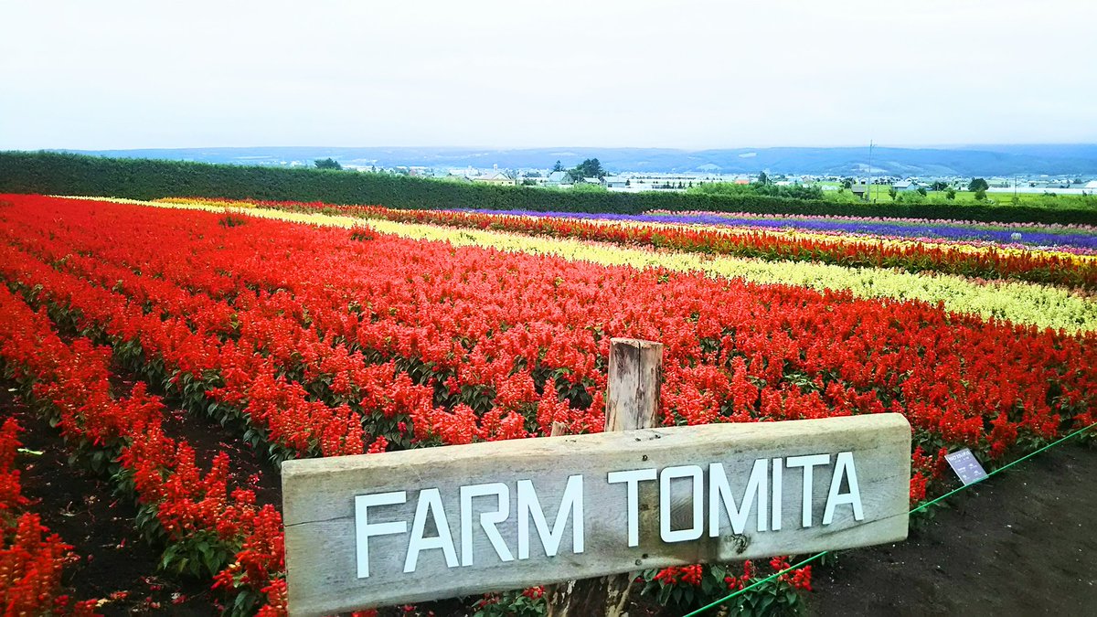 Shun Sur Twitter 8月12日に行って来た 北海道富良野市のファーム富田の花畑と 富良野から札幌に帰る途中で出会ったキタキツネ 富良野市 ラベンダー畑 Shun Sur Twitter 8月12日に行って来た 北海道富良野市のファーム富田の花畑と 富良野から札幌に帰る途中で出会ったキタキツネ 富良野市 ラベンダー畑