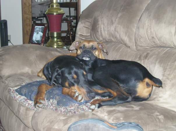 coach_robbs14's tweet photo. The fam had to put this boy down today. Were crazy about our dogs so they definitely all go to heaven #AdoptPups! https://t.co/SIbpni4ETm