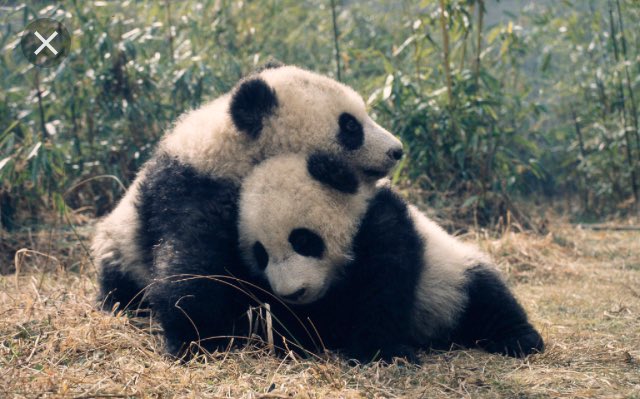 charliemattc's tweet photo. @Mdelormeau Mais 😂 en vrai ils sont presque aussi mignons que toi et Balou 🙈😘#baloushow #petitpanda @Mdelormeau https://t.co/4qQhr75Rwd