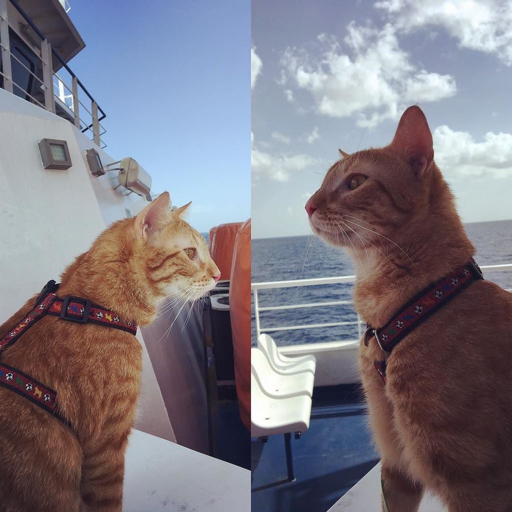 AmyQm's tweet photo. Díganle #hola al nuevo capitán de los Ferrys de Carros Transcaribe 😅😋🙄😻😸🙈 Cap. El Rey Omega jojo #catlover #omegathecat #cats #crazycatlady… https://t.co/zvKa9Svj4G