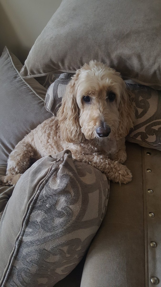 Caramelryliemo's tweet photo. I's is not Rylie. I's is a pillow. #notmoving #rylie #caramelryliemoka #puppy #love #couchpotato https://t.co/EU02fztzgV