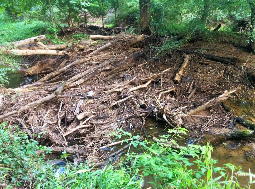Now THAT is a debris dam. #woodydebris Little River, Durham, NC