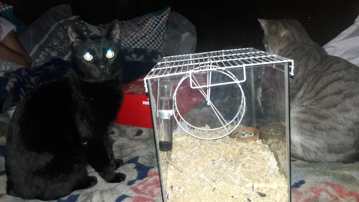 danielchavez (@grandoli2001) on Twitter photo 