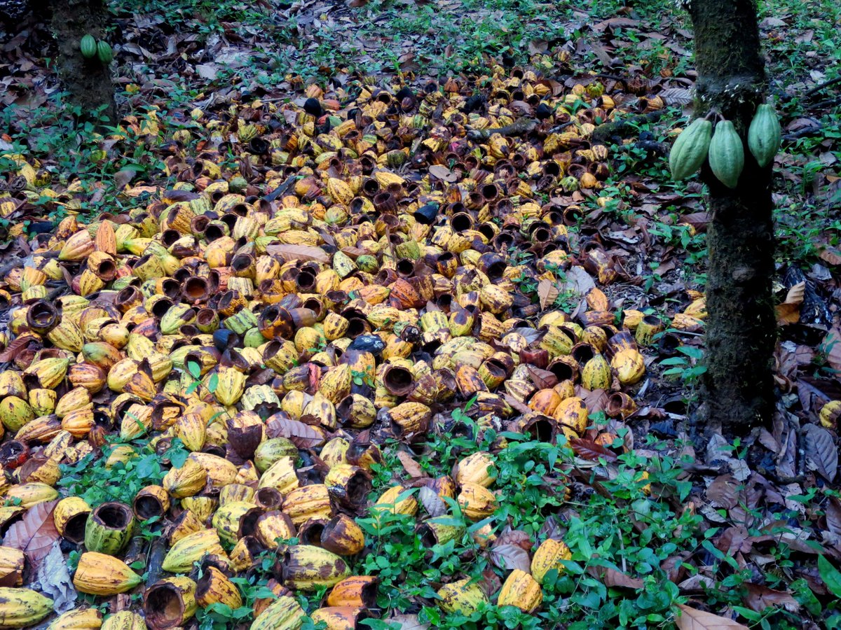 NahuaChocolate's tweet photo. #NahuaCacao a finalist for the International Cocoa Awards! From #TreeToBar, follow our journey w #CostaRica farmers. #maleku #costaricacacao https://t.co/WW7msyv2ow