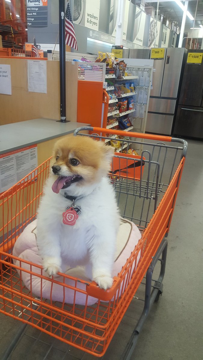 Such a cute home depot shopper. #3311wins