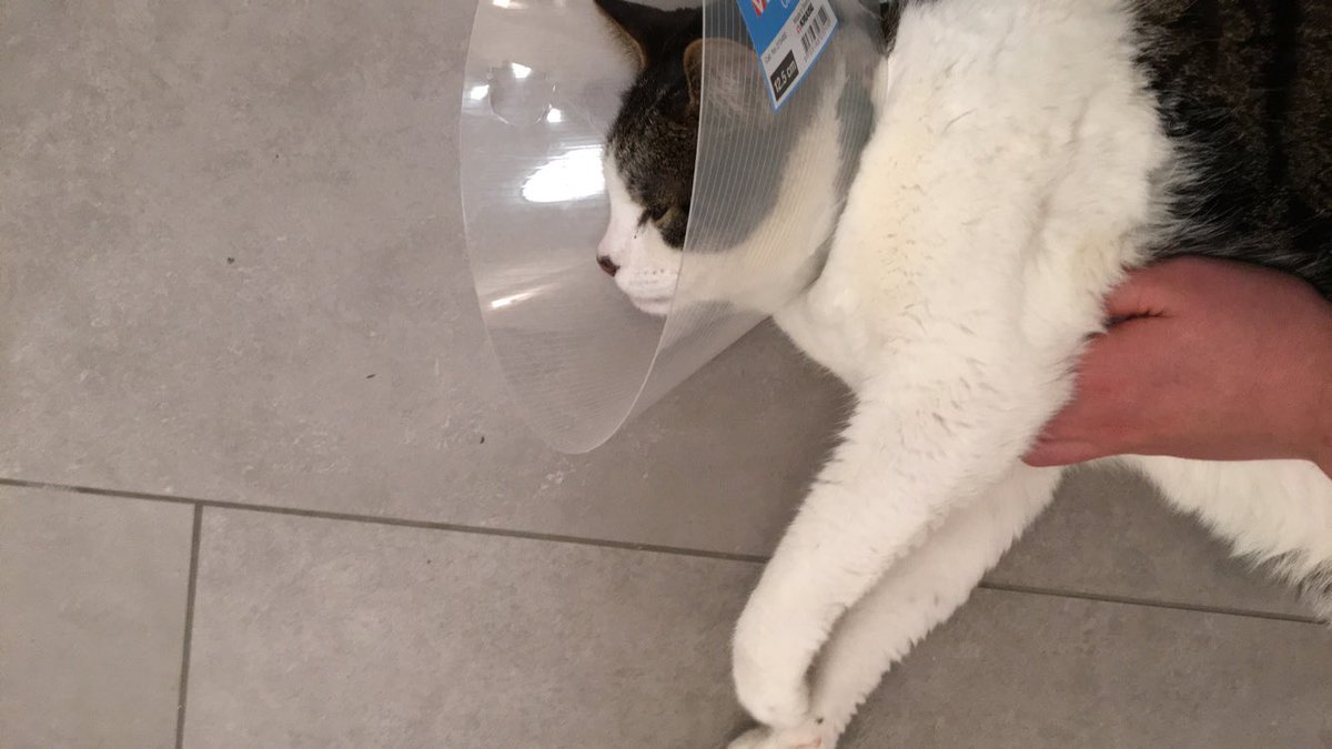 vorkenni kallinum svo ógurlega mikið