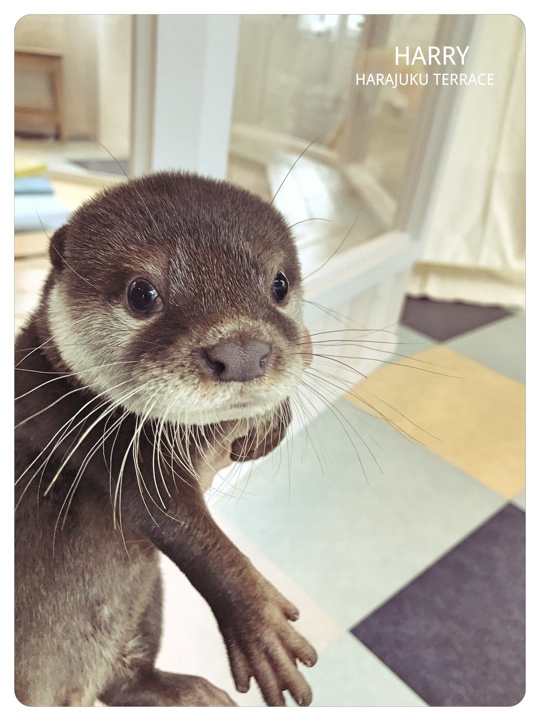 توییتر カワウソカフェ Harry原宿テラス店 در توییتر 皆様おはようございます 三店舗目に現れた第三の男 Lt カワウソ Gt のさんちゃん のんびり大らかな性格です カワウソ コツメカワウソ Otter 原宿 Harajuku キャットストリート 動物カフェ アニマル