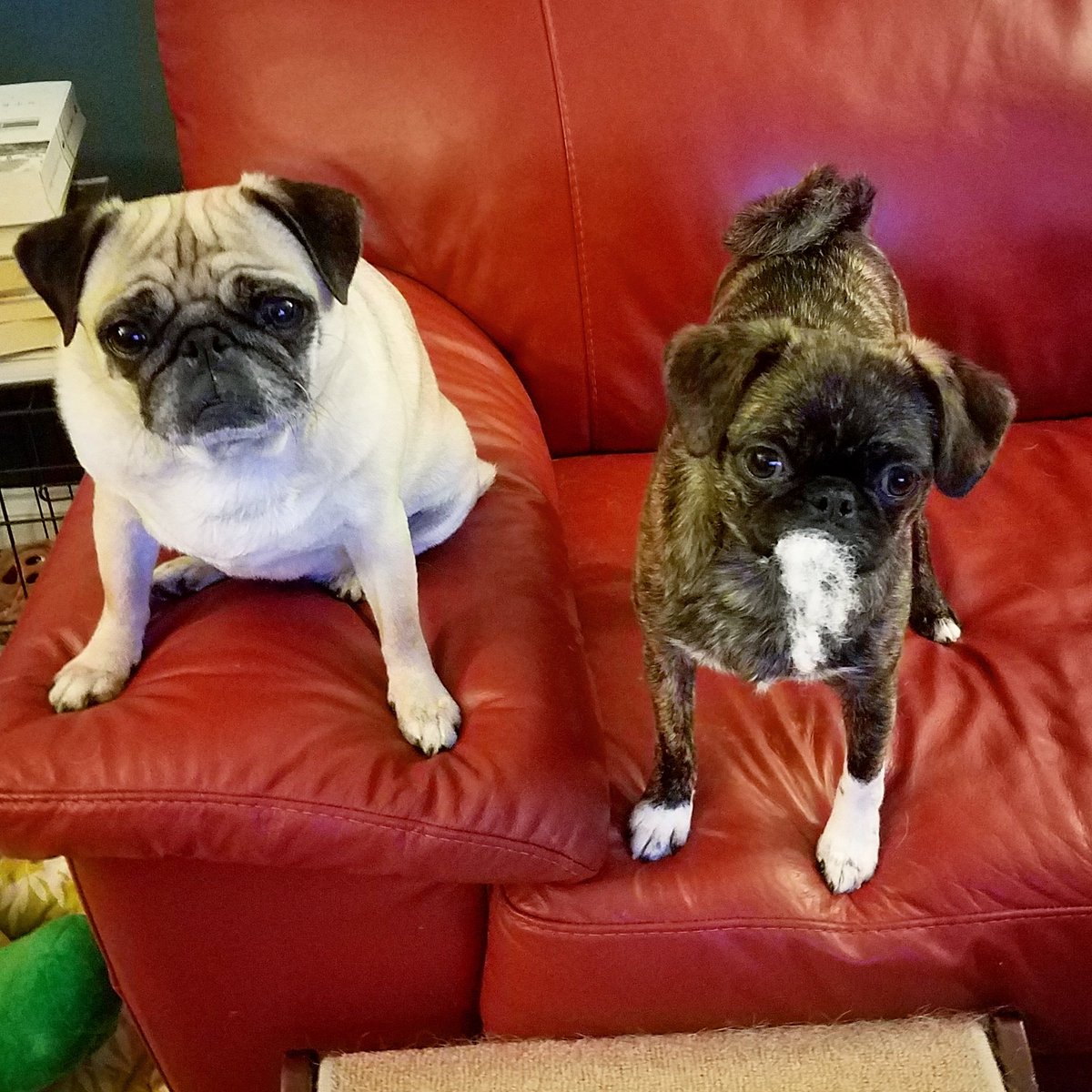 funaek's tweet photo. "Psst! It wasn't me who destroyed the bear stuffy. You should ask Rosy. She looks suspicious." #nomonkeyitwasyou #monkeythestuffyslayer https://t.co/r84jZPh2HX