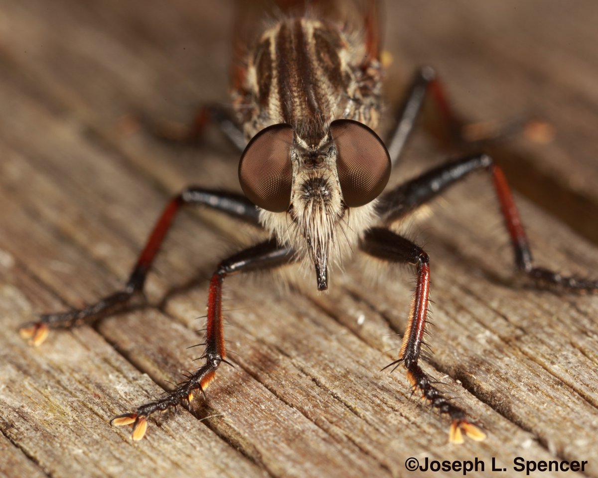 talkingrootworm's tweet photo. Don't tell my rootworms, but #robberflies are among my favorite subjects for insect photos. Looks + charisma + predator = #Assilidae https://t.co/YsOXZmoF06
