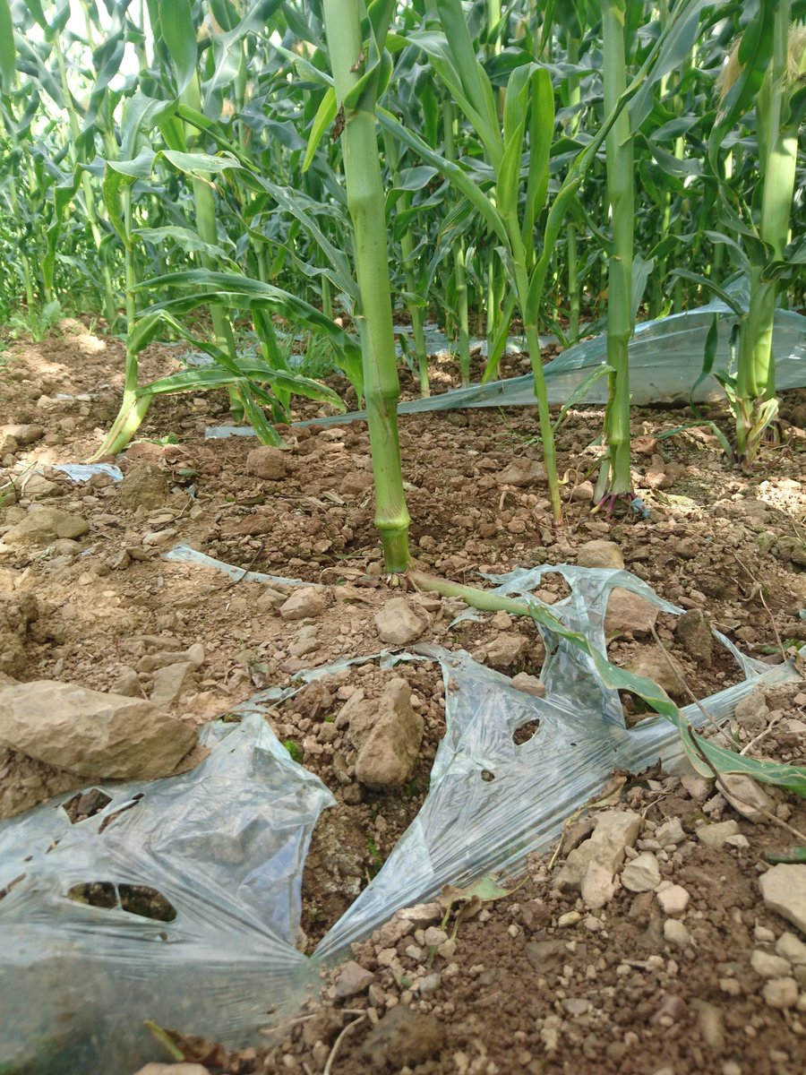 G_Clay1's tweet photo. #farming has to answer when #plastic becomes #plasticpollution 
#2minutebeachclean chances are pieces of this are flying around in the wind https://t.co/aZzb1XJnop