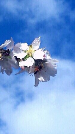 maria_offen's tweet photo. Spring is on it's way the bees are super busy https://t.co/cHeERQzOW3