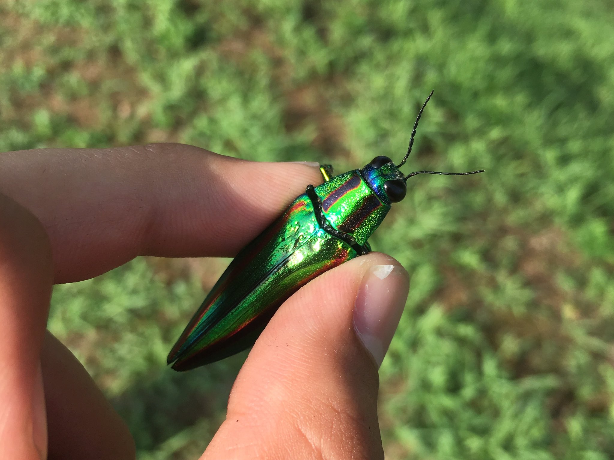 未展脚品標本 美麗！アカヘリミドリタマムシ 16mm (福島県檜枝岐村)