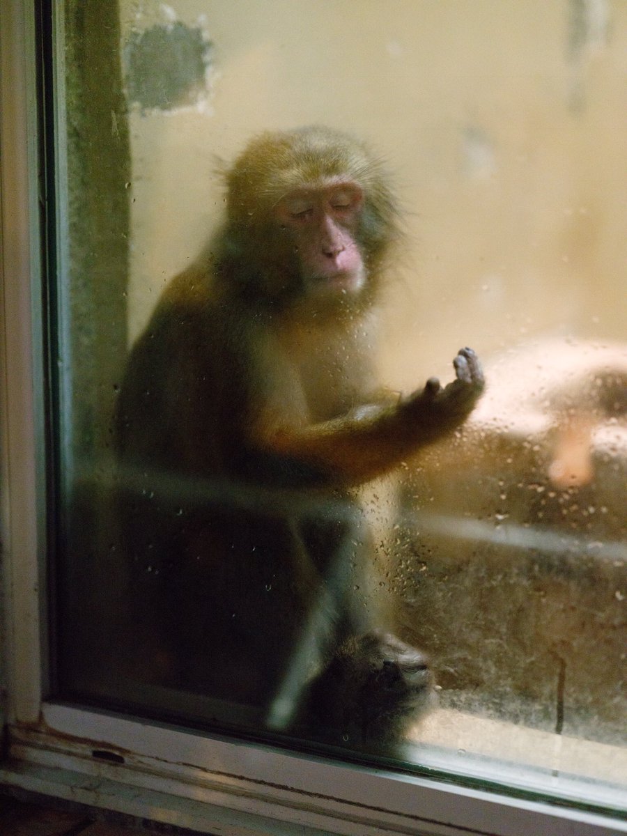 上野動物園で人間の手をみたニホンザルが 僕の手は光らない と悲しい顔をしていた 既視感を元に名画が爆誕 Togetter 上野動物園で人間の手をみたニホンザルが 僕の手は光らない と悲しい顔をしていた 既視感を元に名画が爆誕 Togetter