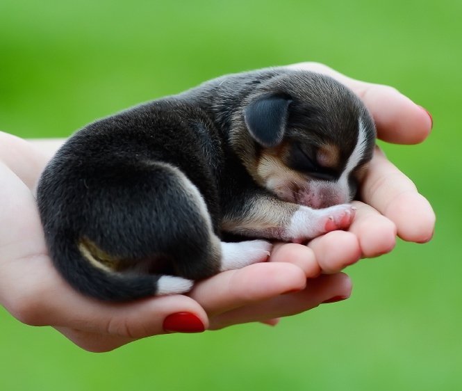 imJaaye's tweet photo. ⚠PET WAR⚠
😰RT For Puppy 😰
😰Like For Kitten😰
😤Ignore = bad luck😤 https://t.co/nhKorA1FHt