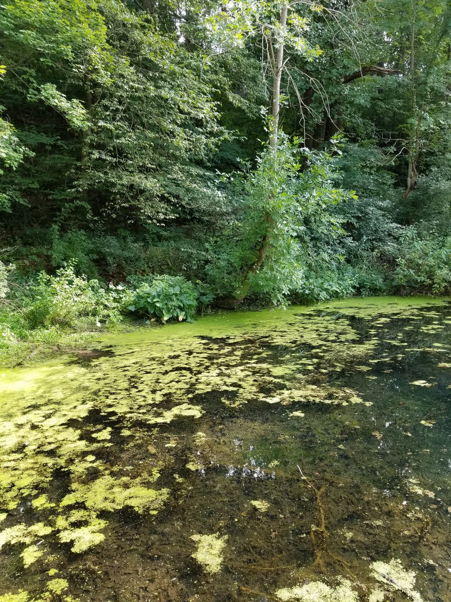HannahB01479036's tweet photo. Went for a walk at Sarret Nature Center. It was so beautiful β€ #photography #puremichigan #samsunggalaxys8plus #cameraqualityonpoint π·π https://t.co/Zl0KWkFucR
