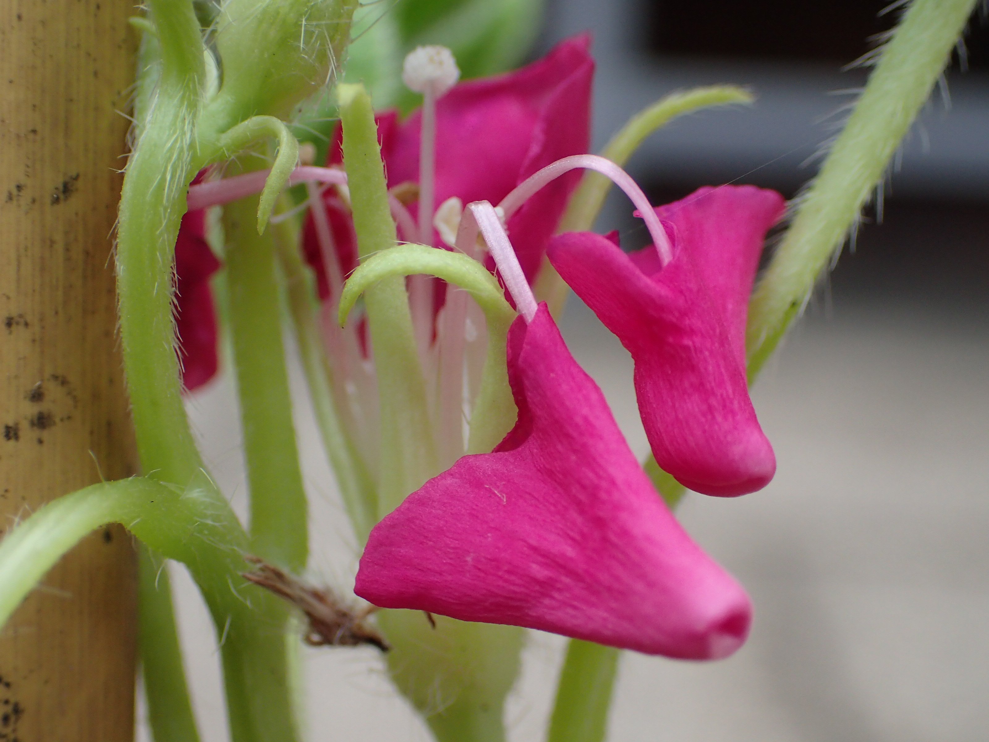 神代植物公園 ニュース 江戸時代から伝わる変化朝顔 今年も 植物会館入口にて職員が育てた変化朝顔 を展示しています 観賞価値の高いと言われる出物 でもの として 風鈴獅子咲 ふうりんししざき の変化朝顔が咲きました 花の命は短いので 咲いてい