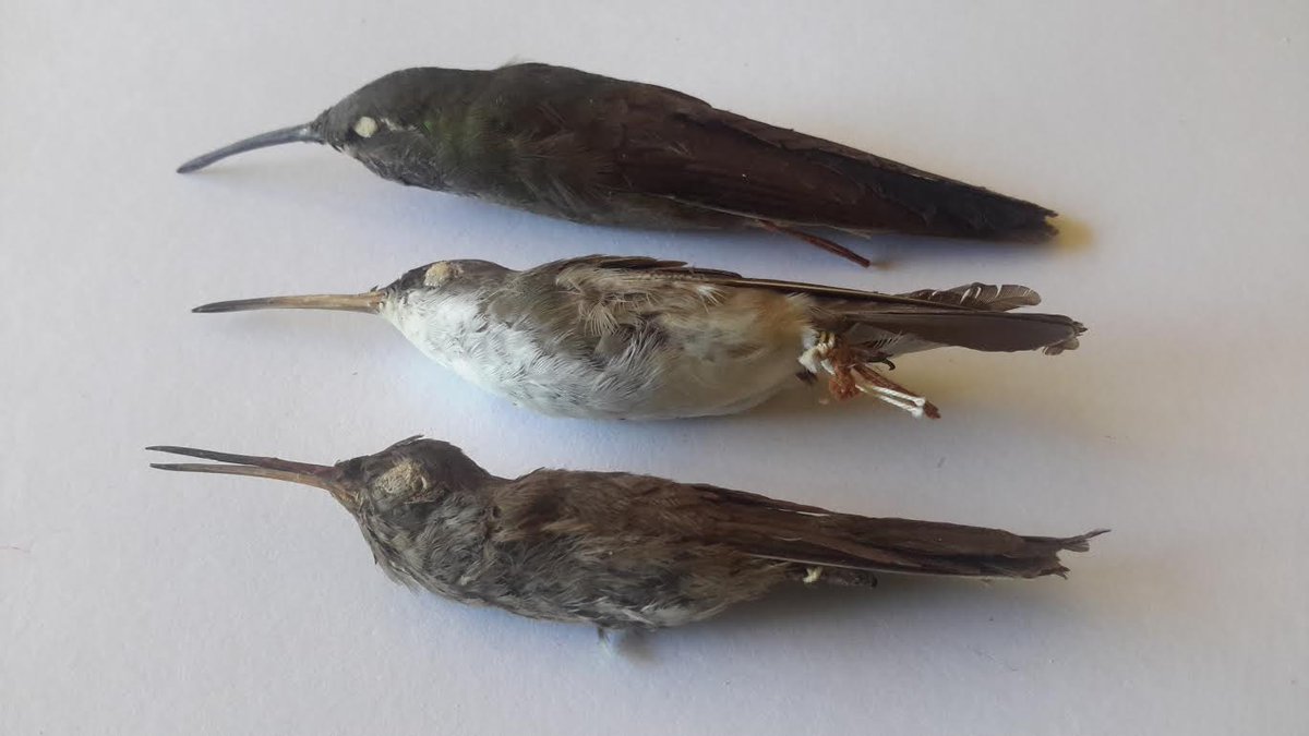 1900年頃の仮剥製なので色が褪せているので近い種類の名前でいいのです