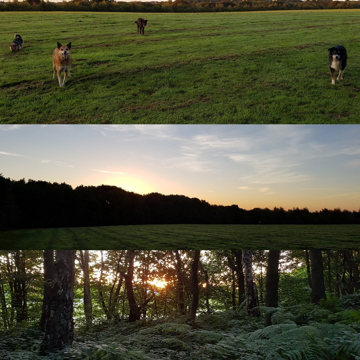 speedied72's tweet photo. Ten to six this morning up walking dogs, not a bad view though #sunrise #joysofshiftwork #walkies https://t.co/KipJ0XXJQc