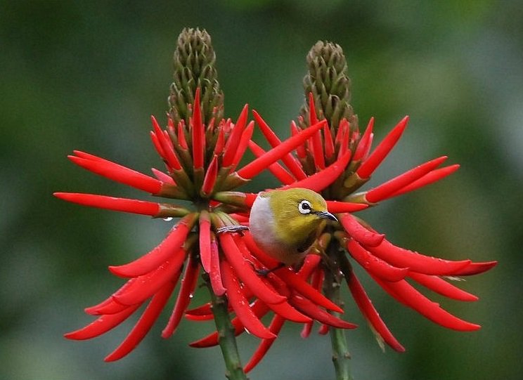 worldbirds32's tweet photo. Japanese white-eye (Zosterops japonicus) https://t.co/iZPWhbNE5C