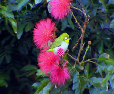 worldbirds32's tweet photo. Japanese white-eye (Zosterops japonicus) https://t.co/iZPWhbNE5C