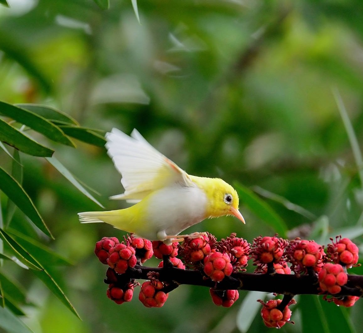 worldbirds32's tweet photo. Japanese white-eye (Zosterops japonicus) https://t.co/iZPWhbNE5C