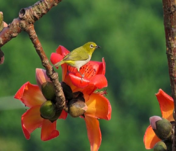 worldbirds32's tweet photo. Japanese white-eye (Zosterops japonicus) https://t.co/iZPWhbNE5C