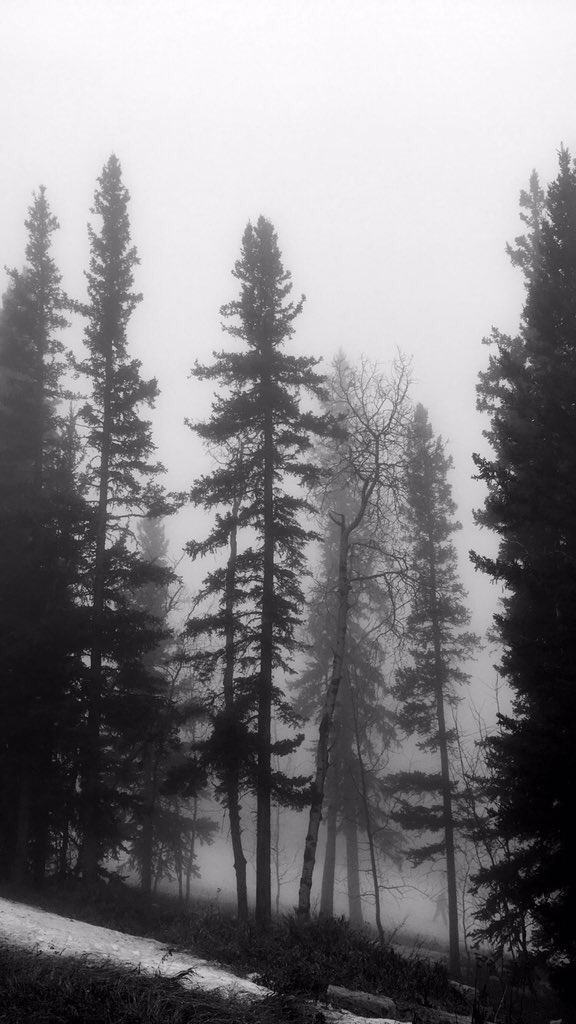 SdTrees's tweet photo. Spooky ass trees somewhere in the hills. Be careful, because the ghost of all the fucks I give will haunt you https://t.co/GlnMRwALSN