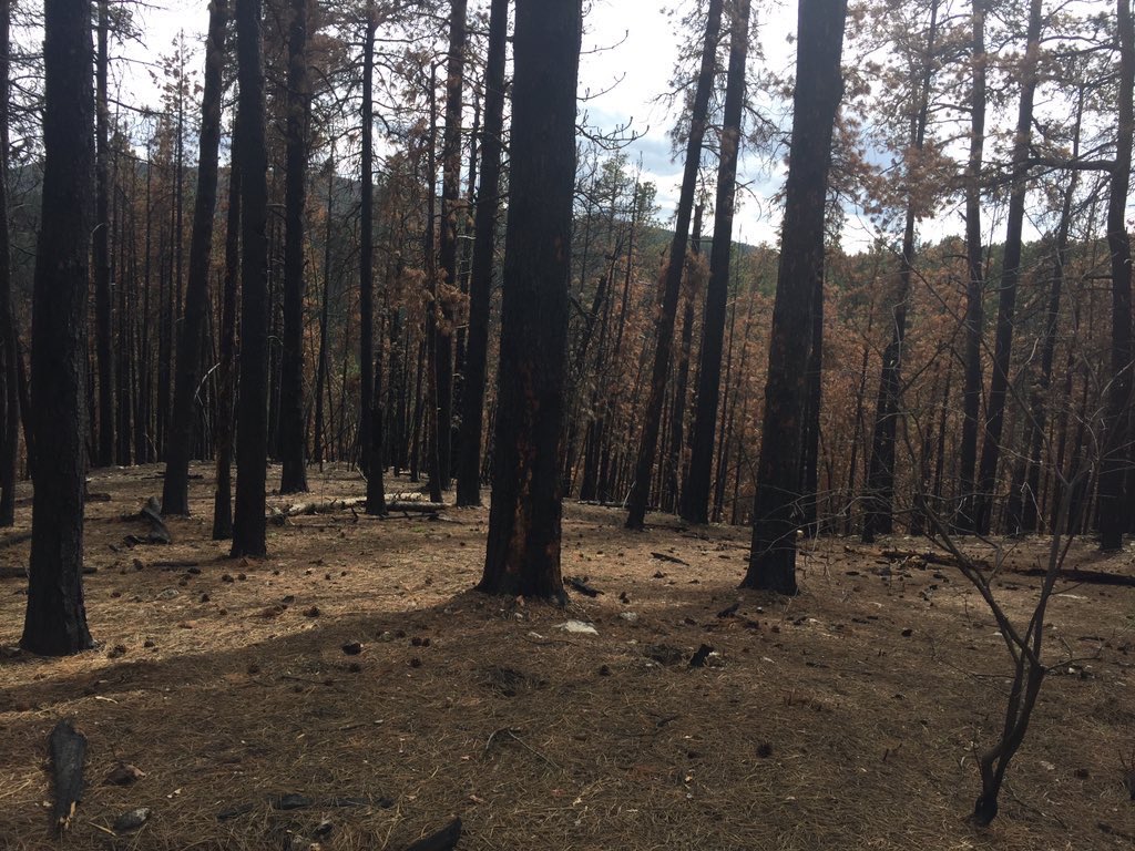SdTrees's tweet photo. Some trees from I don't give a fuck city https://t.co/cevyMtKOa0