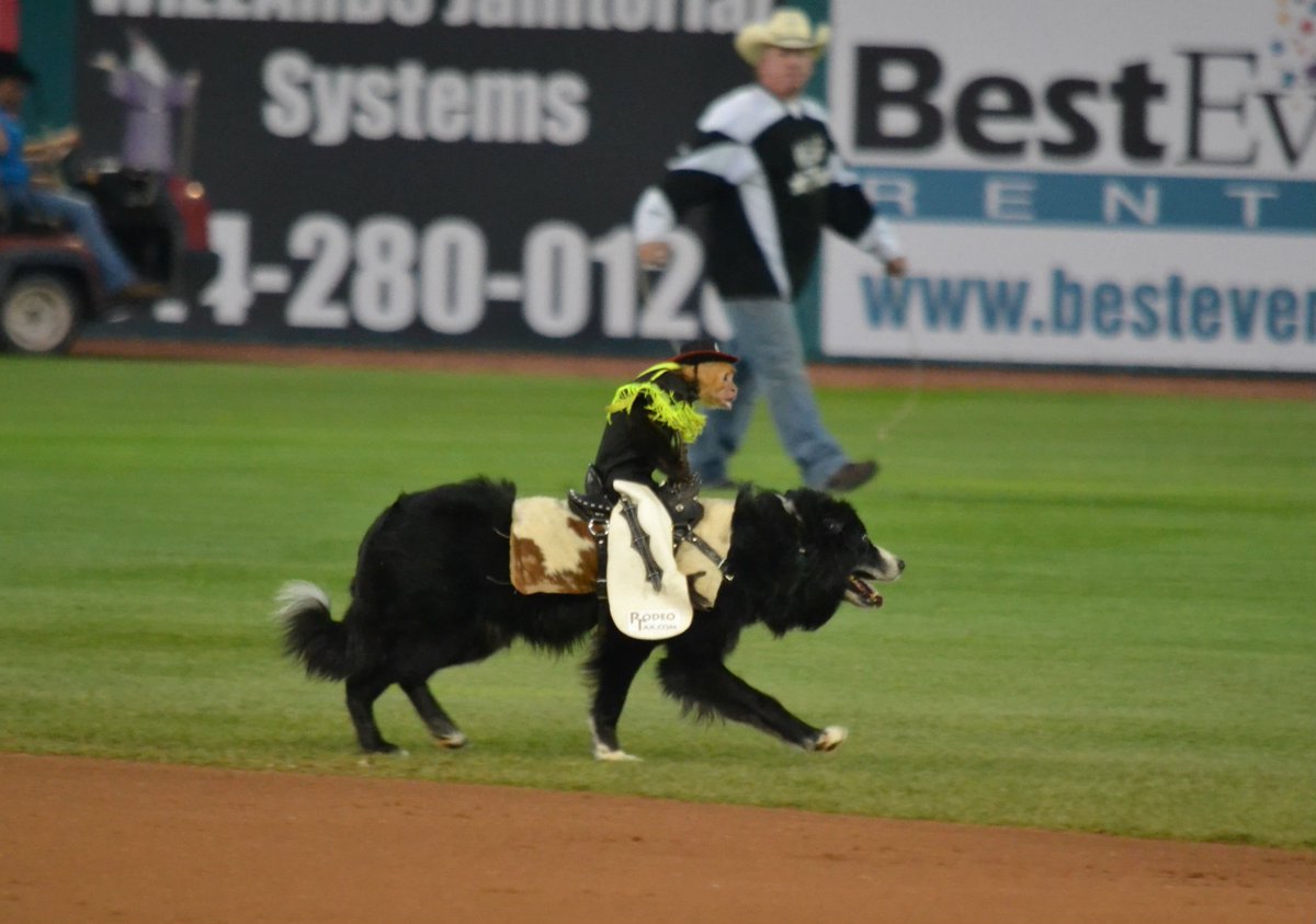 hweikelphoto's tweet photo. It was #CowboyMonkeyRodeo night at the @SCSpikes https://t.co/mlEtcxQPk4