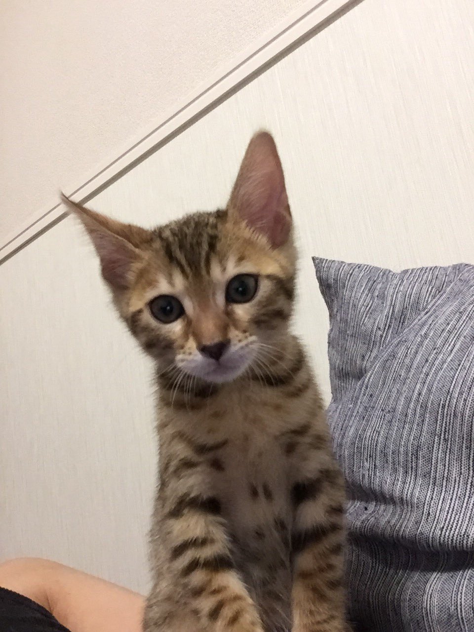 田子坊 迷い猫 ヒョウ柄 川口 迷い猫 猫 川口 子猫 ヒョウ柄 名前 フィロ 性別 オス 年齢 6ヶ月 種類 ベンガル ミックス 色 茶色 黒色 斑点 もしお見かけした方がいらっしゃいましたら ご一報いただければ幸いです T Co Myik1rwuq4 田子坊 迷い猫 ヒョウ柄 川口 迷い猫 猫 川口 子猫 ヒョウ柄 名前 フィロ 性別 オス 年齢 6ヶ月 種類 ベンガル ミックス 色 茶色 黒色 斑点 もしお見かけした方がいらっしゃいましたら ご一報いただければ幸いです T Co Myik1rwuq4