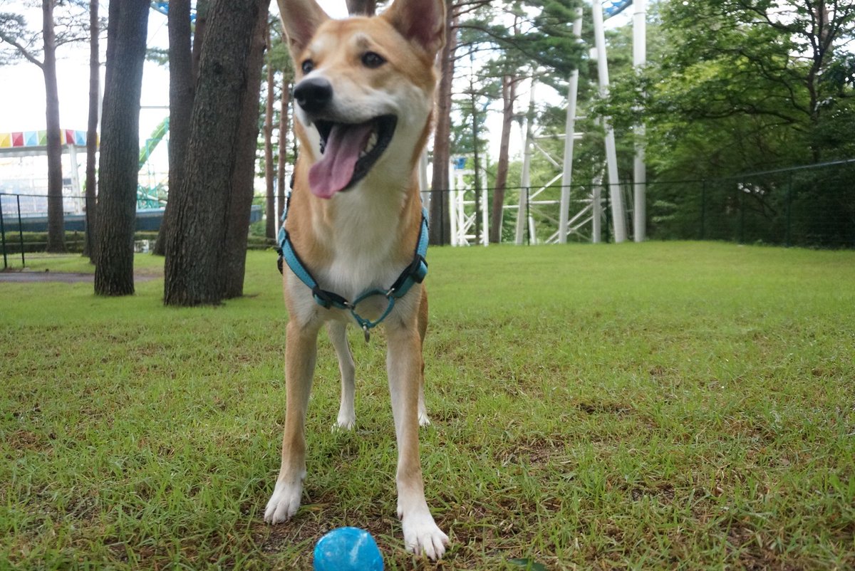 マルクルとあいみ やっぱり犬は遊園地よりドックランが好き ﾟ ﾟ ﾟ ﾟ 那須ハイランドパーク 犬と 那須ハイランドパーク 雑種犬