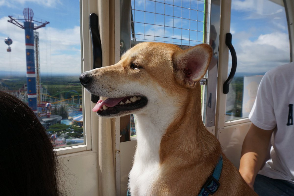 マルクルとあいみ やっぱり犬は遊園地よりドックランが好き ﾟ ﾟ ﾟ ﾟ 那須ハイランドパーク 犬と 那須ハイランドパーク 雑種犬