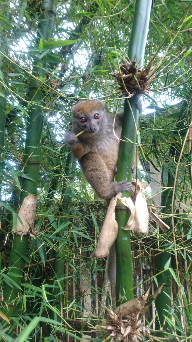 PetraLahann's tweet photo. Curious #Bamboo #lemur loves to snack and watch people walking by #hapalemur #Madagascar https://t.co/nBFkbuDtvA