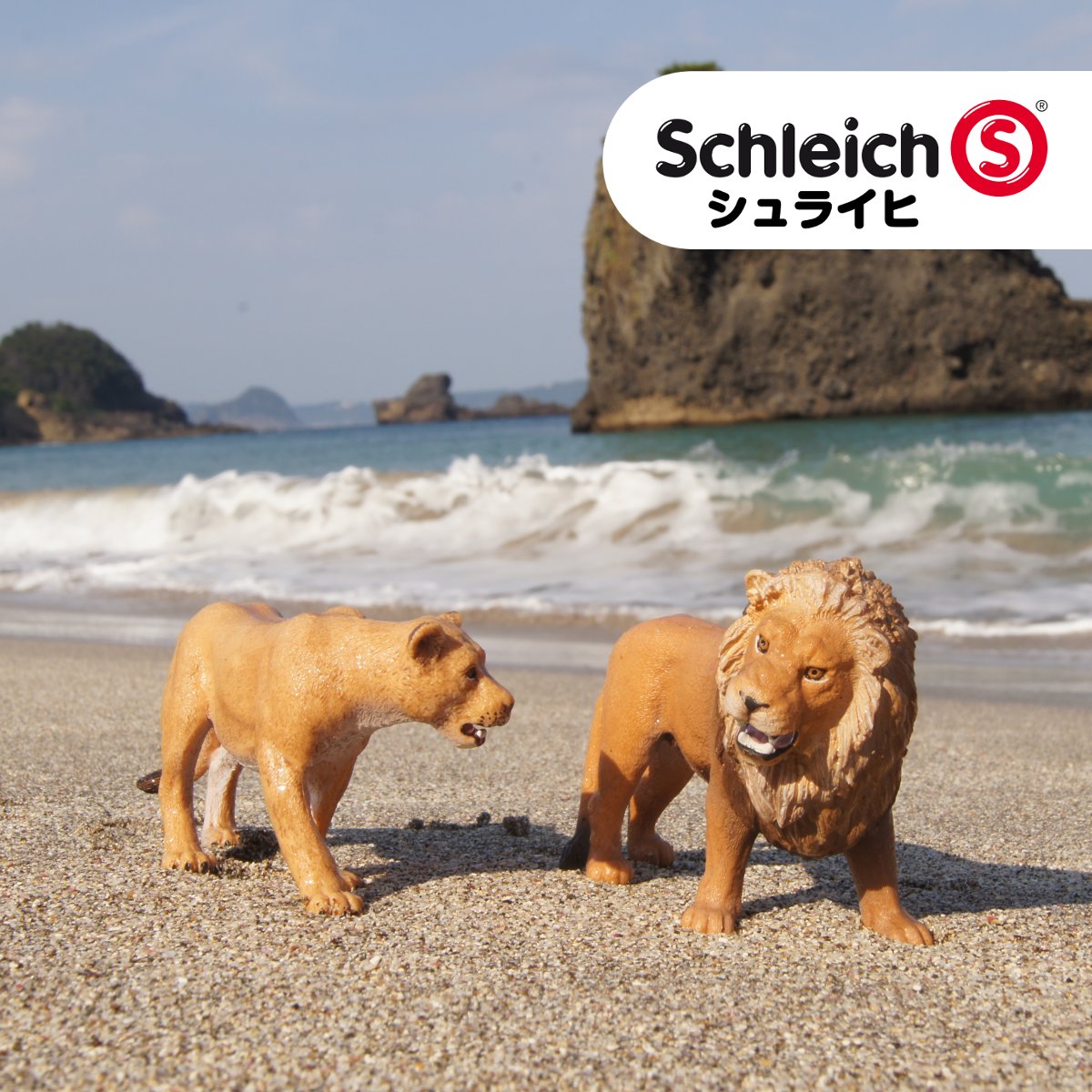 普段は群れで行動するライオンですが、今日は気分転換♪ シュライヒの