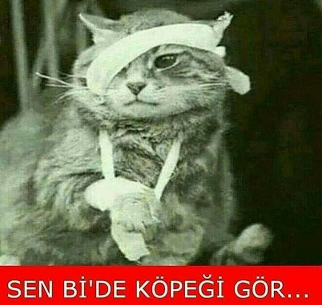 Köpek yoğun bakımda.