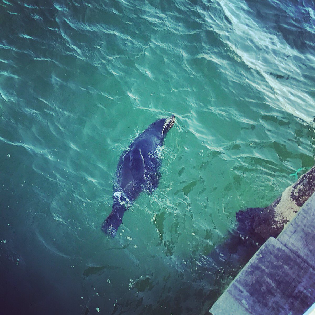 NicoleLThynne's tweet photo. And then you find this fellow catching his lunch! 🦀🐟#semaphorejetty #adelaidewinter https://t.co/6F1FqSawSN