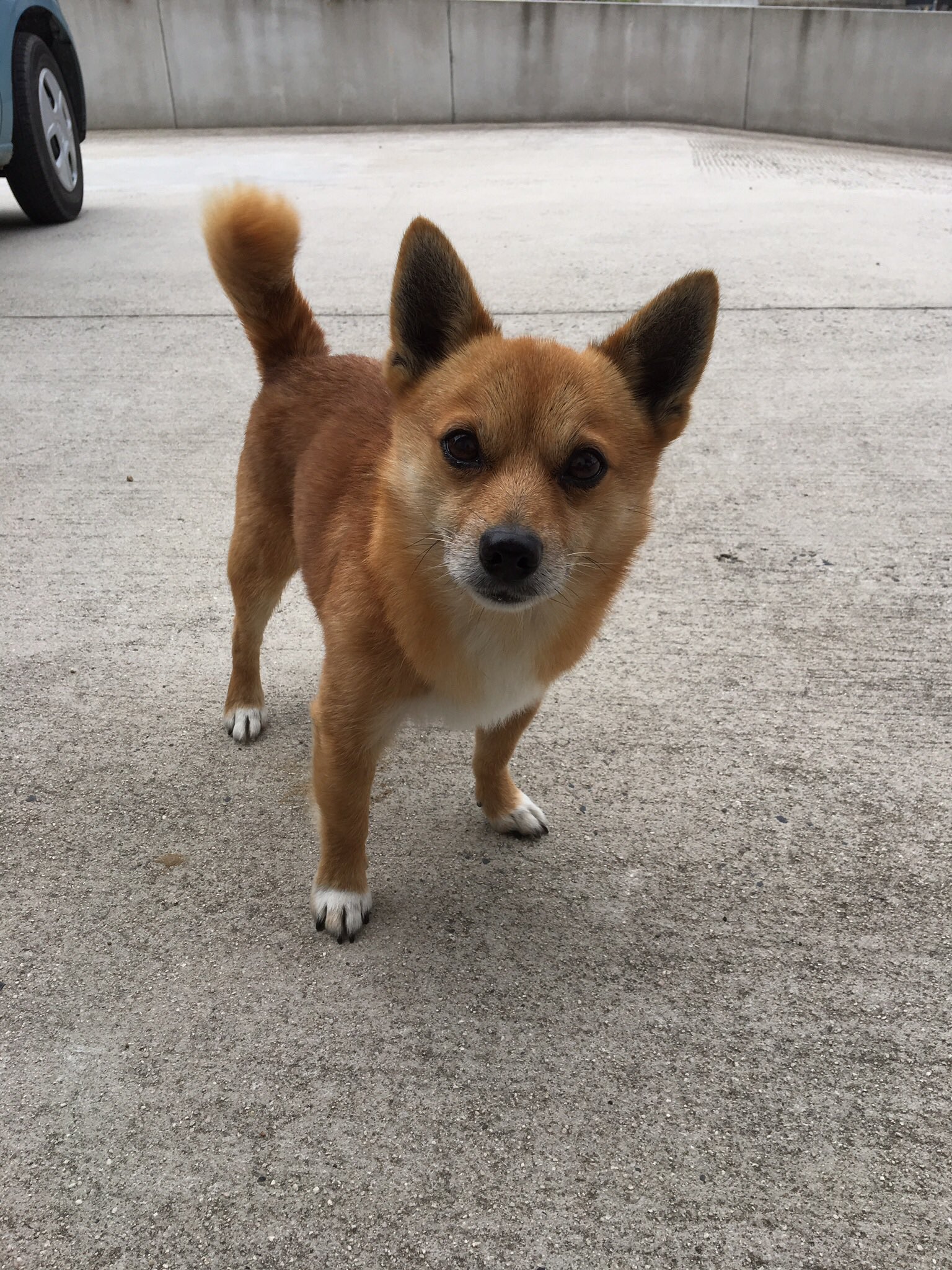 Twitter 上的 しのぶ うちの犬 もしかして大東犬 大東犬 T Co Iovyhju3dp Twitter