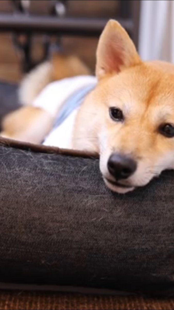 シバチャ シバチャ