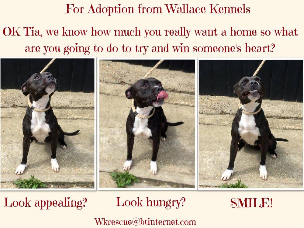 The_Animal_Team's tweet photo. 2/3yo SBT TIA shld be a model with those long pins.Not a fan of other dogs but otherwise quite pawfect.#StaffySunday #Adopt @WallaceKennels https://t.co/ecGsIj4FVE