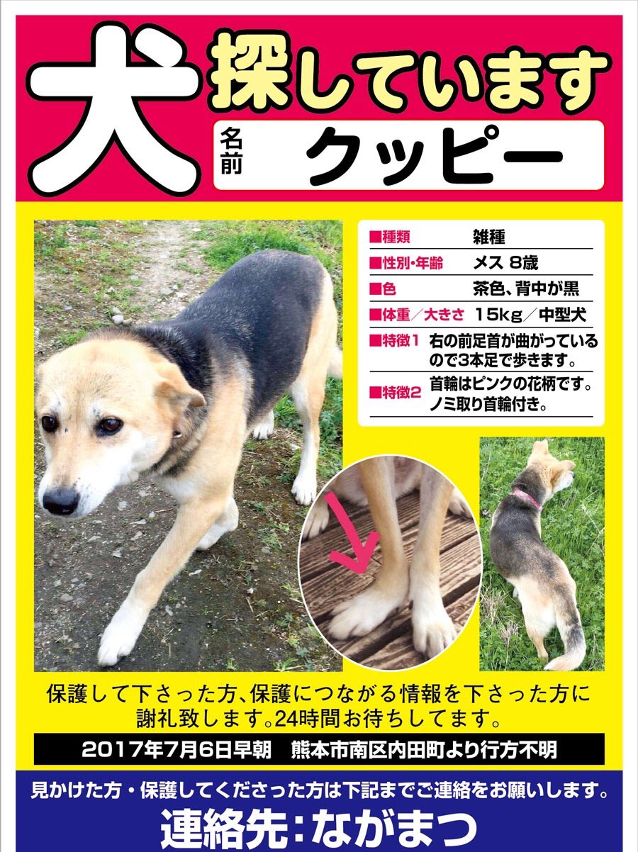 迷子犬クッピーを探しています 熊本市 Kuppy0808 Twitter