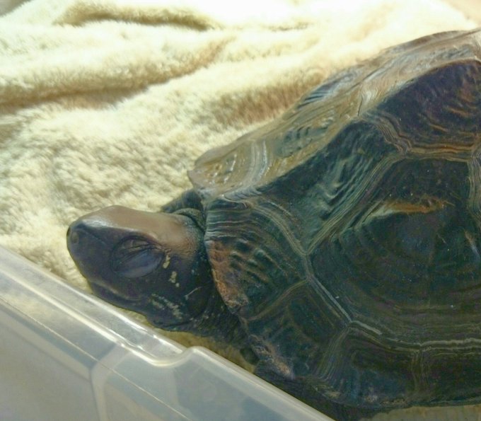 カメのtwitterイラスト検索結果 古い順