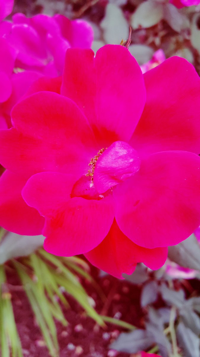 CornellReid's tweet photo. #pvd #flowerpictures https://t.co/bYMhOfmJdT