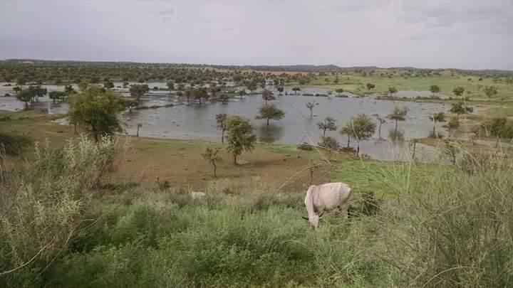 amarguriro's tweet photo. Waste water from #Tharcoal site in #Islamkot #Tharparkar is destroying local forest, habitat of different wild species and pastures.
#Thar https://t.co/SDqVu7oas9