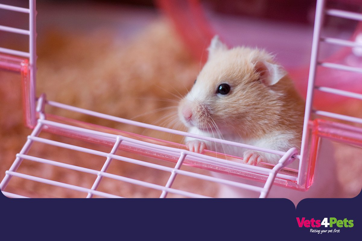 To help avoid dehydration, make sure your #pet has constant access to water &amp; hutches are moved out of direct sunlight, or into the house