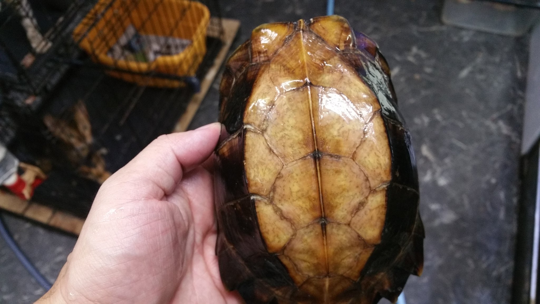Particular Mutant 本日は10時まで営業中 新入荷はハイナンヒラセガメ 第三のヒラセガメでかなり貴重です 他のヒラセと比べても頭部 甲羅の色彩が別物 そしてレオパはピンクの強いパステルボルドストライプが入荷 シカリウスは脱皮 Particular Mutant 本日は10時まで営業中 新入荷はハイナンヒラセガメ 第三のヒラセガメでかなり貴重です 他のヒラセと比べても頭部 甲羅の色彩が別物 そしてレオパはピンクの強いパステルボルドストライプが入荷 シカリウスは脱皮