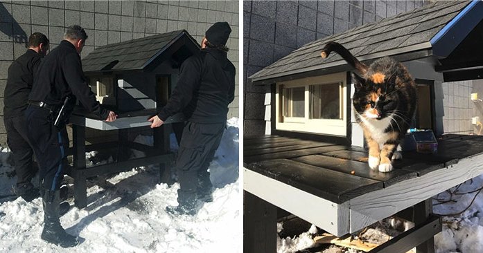 purina_es's tweet photo. Un gato visitaba diariamente una comisaría y los policías le construyeron una adorable casita #Gracias 🔊@GuauPost ➡️https://t.co/JODeqzz9p9 https://t.co/IBg6eJoGy2